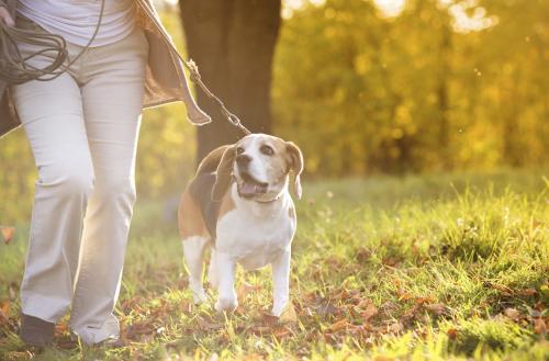 Please Clean Up After Your Dog