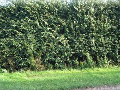 Hedge along the Holme path