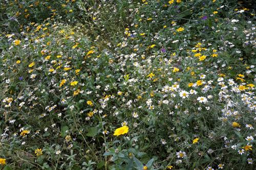 Wild Flower Garden